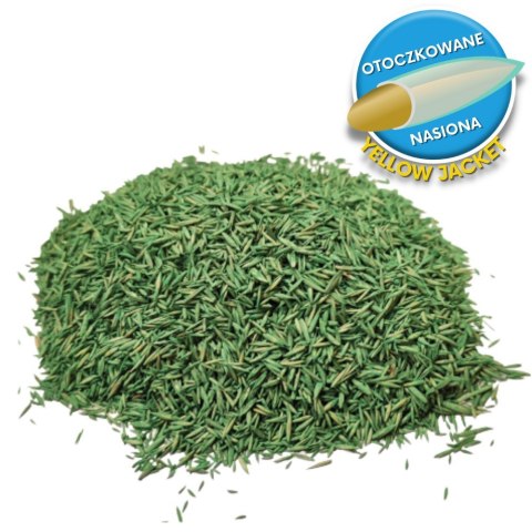 Trawa Na Ekstremalne Warunki Barenbrug Tough & Easy Resilent Blue Otoczkowana 1kg Trawa Na Ekstremalne Warunki Barenbrug Tough & Easy Resilent Blue Otoczkowana 1kg