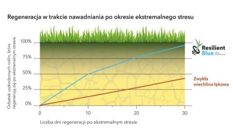 Trawa Na Ekstremalne Warunki Barenbrug Tough & Easy Resilent Blue Otoczkowana 1kg Trawa Na Ekstremalne Warunki Barenbrug Tough & Easy Resilent Blue Otoczkowana 1kg