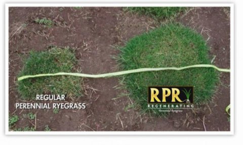 Trawa Uniwersalna Sportowa Barenbrug RPR Lawn Otoczkowana 5kg Trawa Uniwersalna Sportowa Barenbrug RPR Lawn Otoczkowana 5kg
