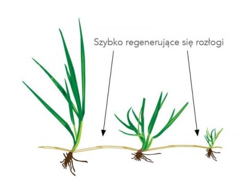 Trawa Uniwersalna Sportowa Barenbrug RPR Lawn Otoczkowana 5kg Trawa Uniwersalna Sportowa Barenbrug RPR Lawn Otoczkowana 5kg