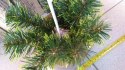 Podkład choinka sztuczna IKEBANA