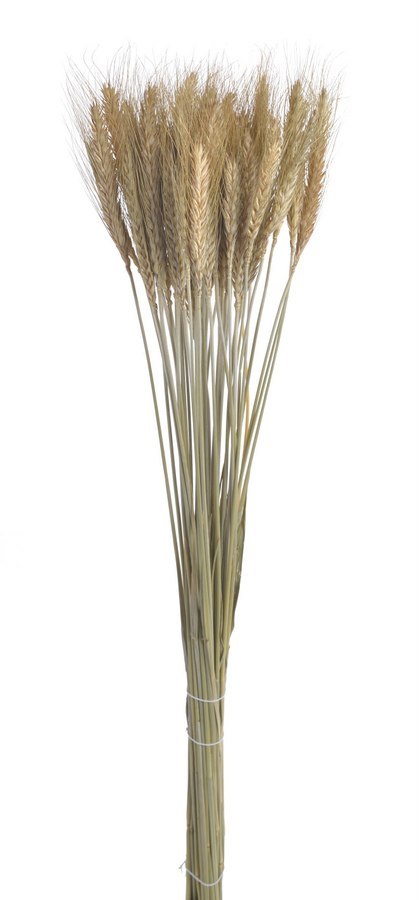 Susz naturalny - zboże paczkowane 60cm 55g WOL-11NAT Susz naturalny - zboże paczkowane 60cm 55g WOL-11NAT