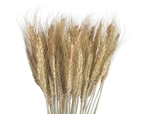 Susz naturalny - zboże paczkowane 60cm 55g WOL-11NAT Susz naturalny - zboże paczkowane 60cm 55g WOL-11NAT