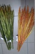 Gałązka 6szt KŁOS ŻYTA Gałązka 6szt KŁOS ŻYTA