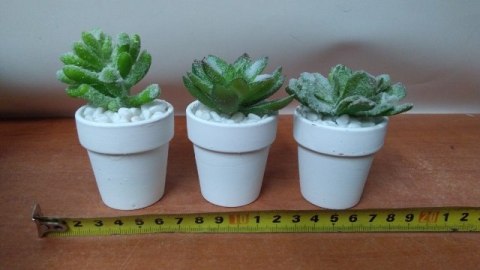 Kaktusy 12szt. w doniczce 18cm | ART15001 Kaktusy 12szt. w doniczce 18cm | ART15001