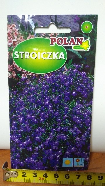 Nasiona 3g STROICZKA POLAN Nasiona 3g STROICZKA POLAN